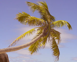 Palm tree on a hot day in Hialeah, Florida